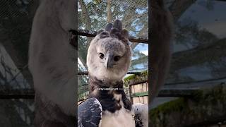 Harpy Eagle is a Powerful Bird eagle animals facts wildanimals mammals wildlife [upl. by Giff659]