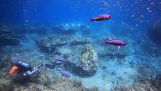 Diving Ledges Reef St Thomas [upl. by Dlarej]