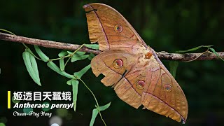 姬透目天蠶蛾Antheraea pernyi [upl. by Huxley]