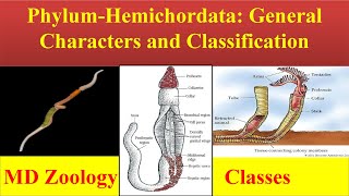 Hemichordata  Phylum hemichordata  Hemichordata General characters and Classification [upl. by Kristos]