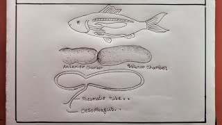 How To Draw Air Bladder Of Rohi FishFish drawing [upl. by Merell]