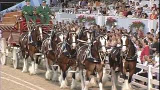 Budwieser Clydesdales at 2008 Devon Horse show [upl. by Econah]