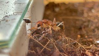 История моей семья Harpegnathos saltator [upl. by Asyen]