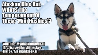 What do Alaskan Klee KaiMiniature Husky Puppies Look Like [upl. by Katee]