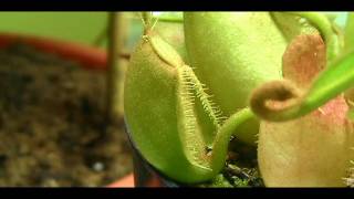 Nepenthes Ampullaria Time Lapse [upl. by Yrrum]