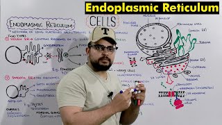 Endoplasmic reticulum Structure and Functions Detailed Series [upl. by Blackstock458]