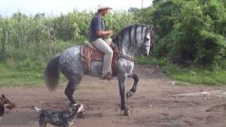 caballo frisian con azteca [upl. by Tu]