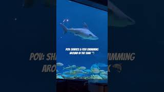 Sharks amp Fish Swimming Around In The Tank🦈sharks sharksquad sharkscove sharktank sharkfamily [upl. by Ardnaet937]