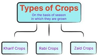 Types of Crops  Kharif Crops  Rabi Crops  Zaid Crops  Cash Crops [upl. by Resarf488]