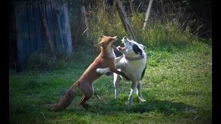 FOX Vs DOG Vs CAT [upl. by Loutitia]