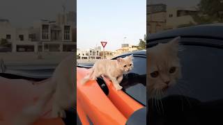 Supercar and the client 🐱shortsvideo [upl. by Brig]