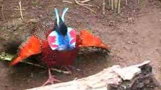 frontal courtship of a tragopan satyra [upl. by Atiuqnahs464]