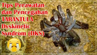 Tips Perawatan amp Pencegahan Tarantula yang terkena Dyskinetic Syndrom DKS [upl. by Noloc433]