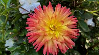 Digging up Dahlias in late fall [upl. by Carberry]