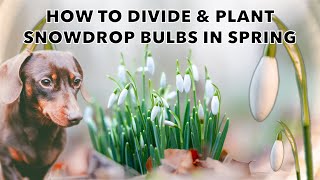 Dividing amp Planting Snowdrop Flower Bulbs In the Green [upl. by Yruy]