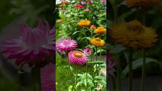 Helichrysum Bracteatum Everlasting Flower in my Garden Toronto 蜡菊花 20240718 [upl. by Limak]