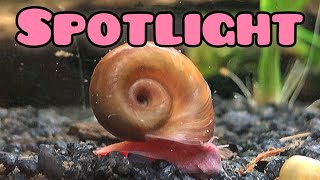 Ramshorn Snail Care Guide [upl. by Ribaj176]