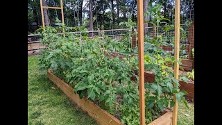 CHEAP and EASY tomato trellis tutorial  Maximize your garden space Grow vertically [upl. by Teiluj564]