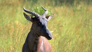 Tsessebe the fastest Antelope in Africa [upl. by Jules985]