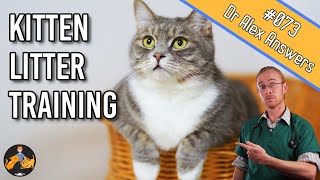 How To Kitten Litter Training Tips  Train them FAST  Cat Health Vet Advice [upl. by Petrine918]