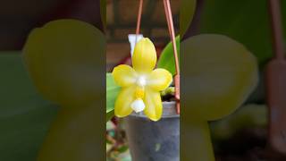 Phaleonopsis Princess Kaiulani Flava [upl. by Kwabena]