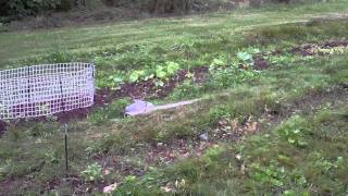 Building a fence for Sugar Snap Peas  Chicken Coop Wire  Trellis Ideas [upl. by Keelia]