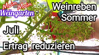 Weinrebe Sommer Ertrag reduzieren Juli Rebe schneiden [upl. by Claudianus873]