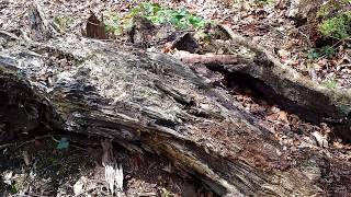 Rotting Log  Advanced Decomposition [upl. by O'Toole]