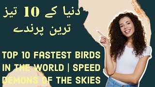 Top 10 Fastest Birds in the World  Speed Demons of the Skies [upl. by Aivon568]