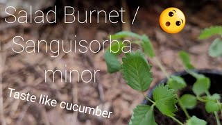 A plant that taste like cucumber 😯 The Salad Burnet Sanguisorba minor [upl. by Maurilla]