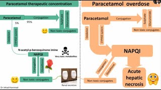 Paracetamol Acetaminophen hepatotoxicity and its management [upl. by Mahalia266]