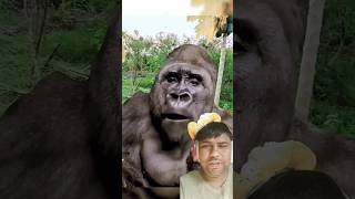 Man Changed into a real Gorilla 🦍 In America got talent Show  Duo Schumacher AGT americagottalent [upl. by Mata]