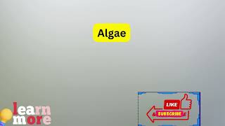 How to Pronounce Algae [upl. by Noreh795]