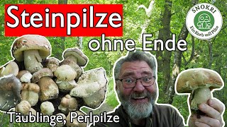 Steinpilze ohne Ende  Täublinge und Perlpilze  Alles ist da Anfang Juni 2023 [upl. by Sluiter]