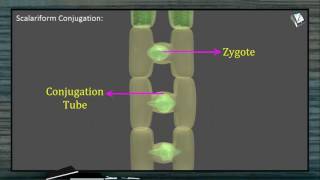 Reproduction in Spirogyra [upl. by Ennybor]