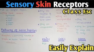 Skin Receptors Free Nerve Ending Meissner And Pacinian Receptors Fully Explained [upl. by Sidoon]