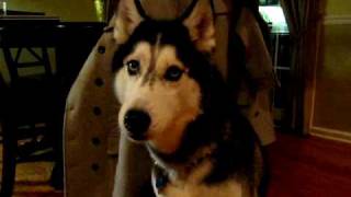 Mishka the Husky says quotHelloquot  Dog Talking [upl. by Uehttam]