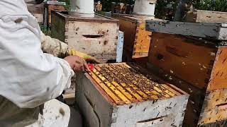 Requeening Varroa mites monitoring and mites treatment using formic acid [upl. by Risteau6]