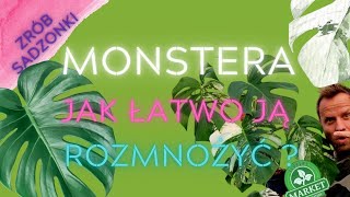 ŁATWE ROZMNAŻANIE MONSTERY🌿 Variegata i innych pnączy domowych [upl. by Gussi308]