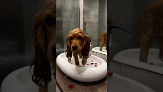 SPA DAY🌸🐶ASMR🔈 dog spa puppy asmrsounds asmrvideo doglover pets love cute relax trend [upl. by Karoly]