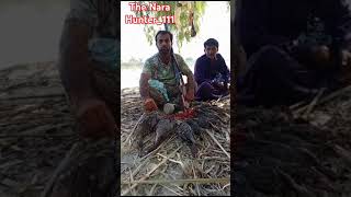 Duck hunting Nara Khairpur Sindh Pakistan tottel hunted eleven duck [upl. by Alcus]