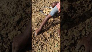 How Potato Tubers Are Planted shorts [upl. by Elleinnod]