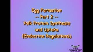 Vitellogenesis Endocrine Regulations [upl. by Anavoj748]