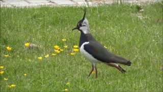 Kievit  Lapwing  Vanellus vanellus  Veenendaal  The Netherlands  2013 [upl. by Suravat70]