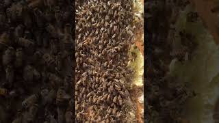 Can You Find the Queen Bee [upl. by Alcine473]