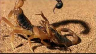 Big battle in tropical forest Scorpion vs centipede  Who will be the winner [upl. by Aicilyt]