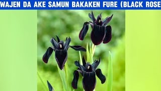 Wajen da ake samun bakeken fure Black Roses [upl. by Domenico]