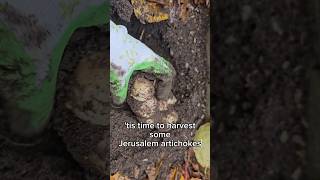 The Jerusalem artichoke harvest time 😊 nature garden gardening food [upl. by Anirtruc]