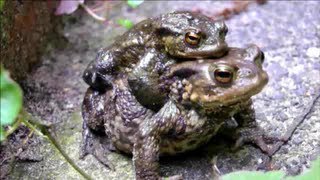 ► MATING TOADS amp EGGS [upl. by Ardnaeed]