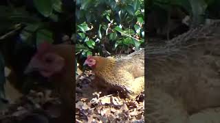 Free Range Bantam Chickens chickens cute nature shorts [upl. by Ramyaj]